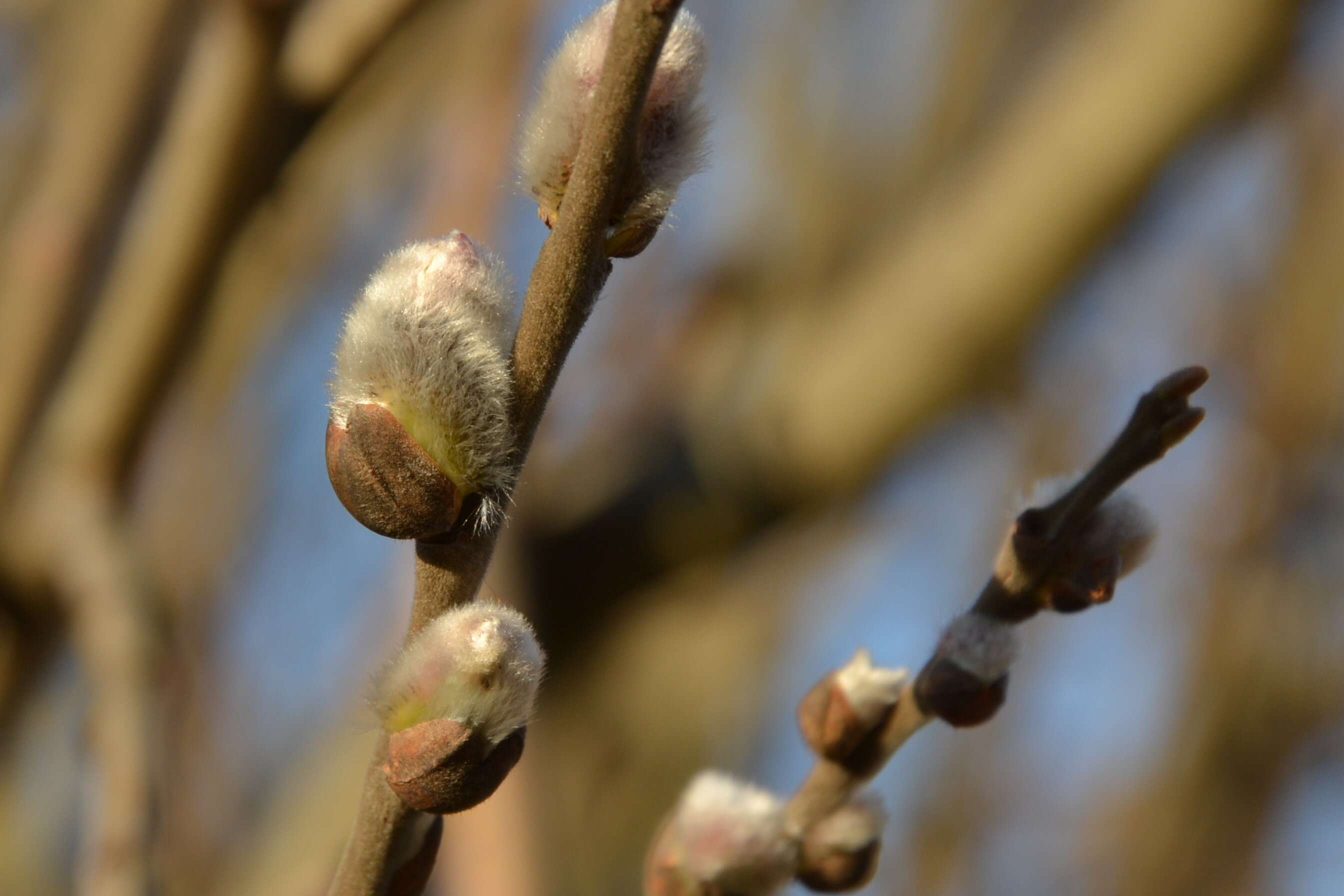 Image of goat willow