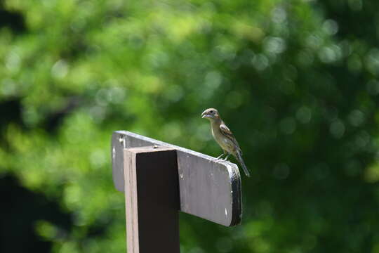 Image of Blue Grosbeak