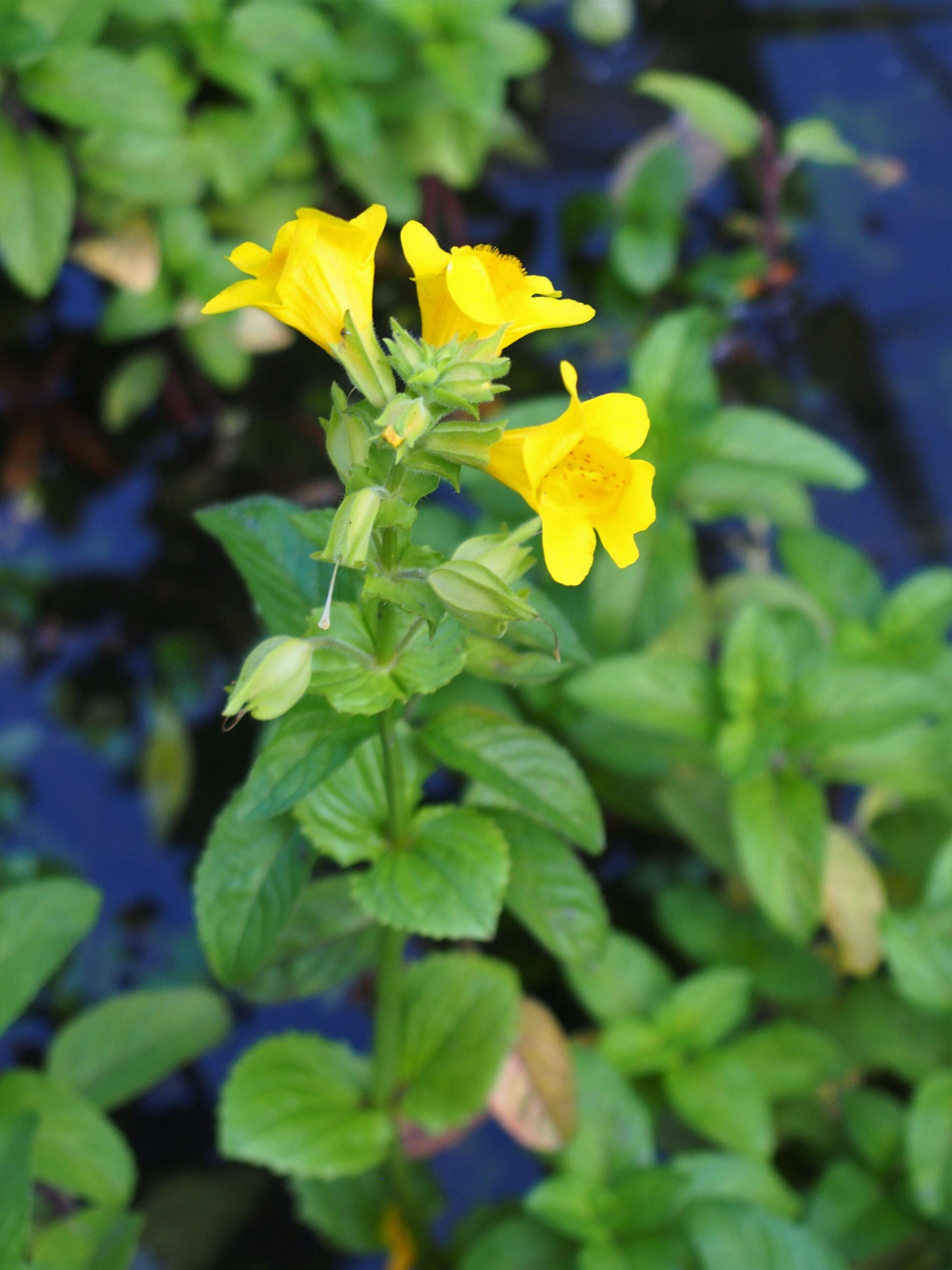 Image of Erythranthe guttata (DC.) G. L. Nesom