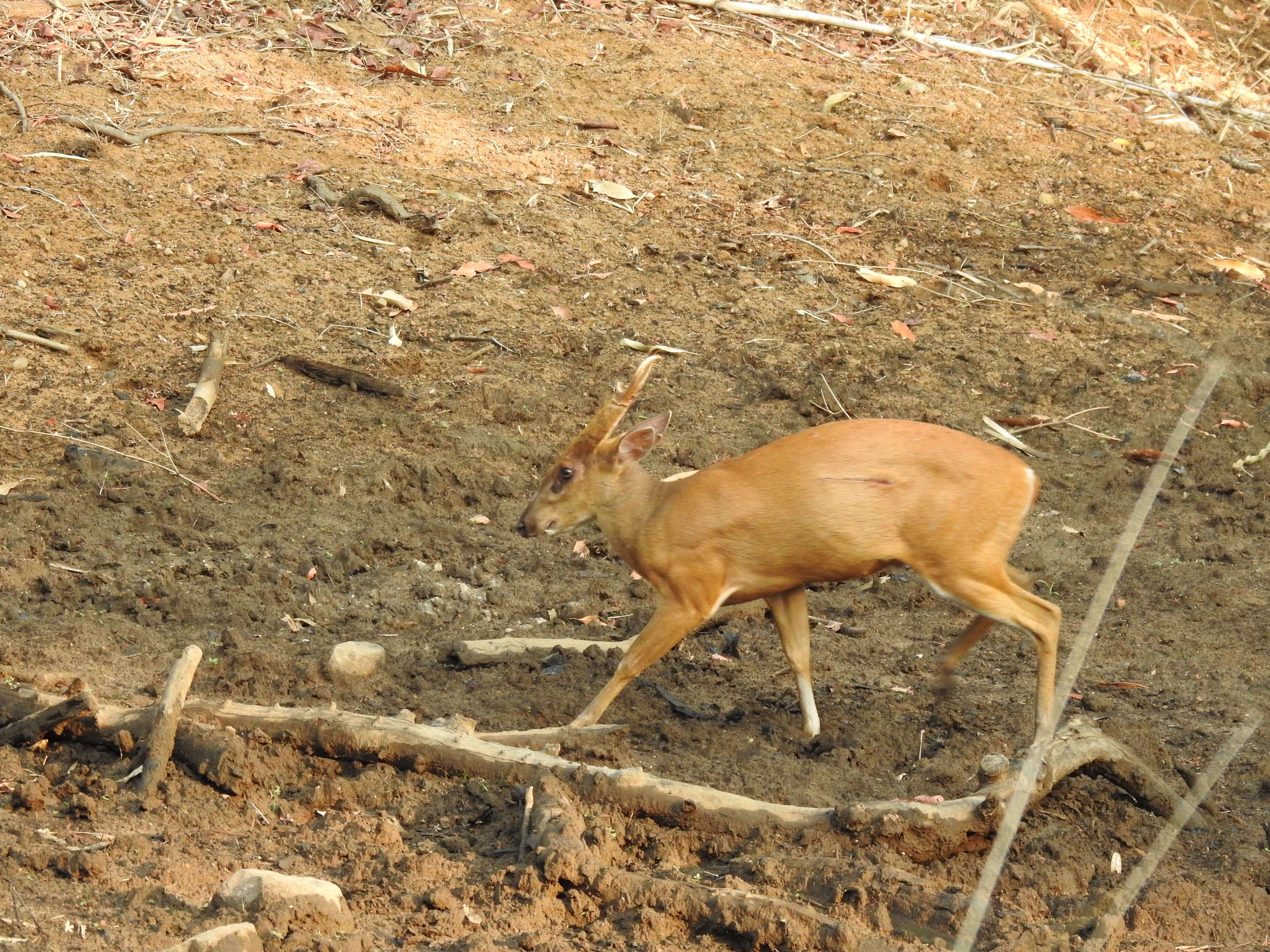 Image of Barking Deer