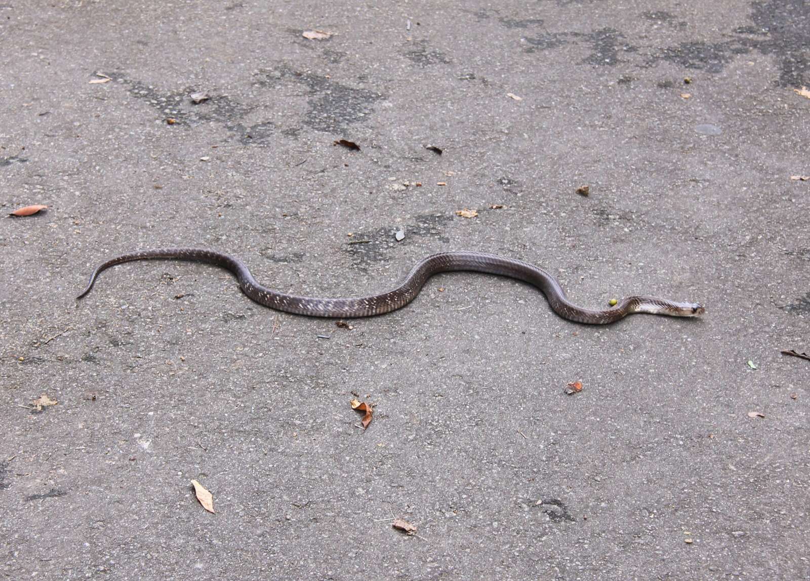 Image of Indian cobra