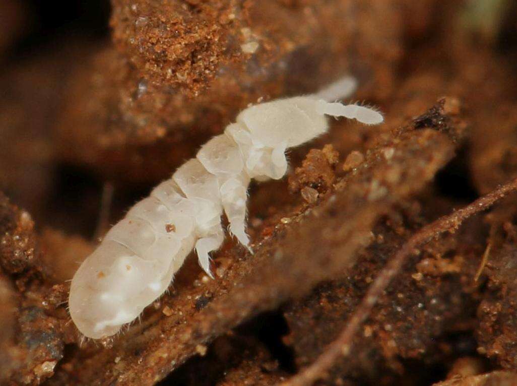 Image of blind springtails