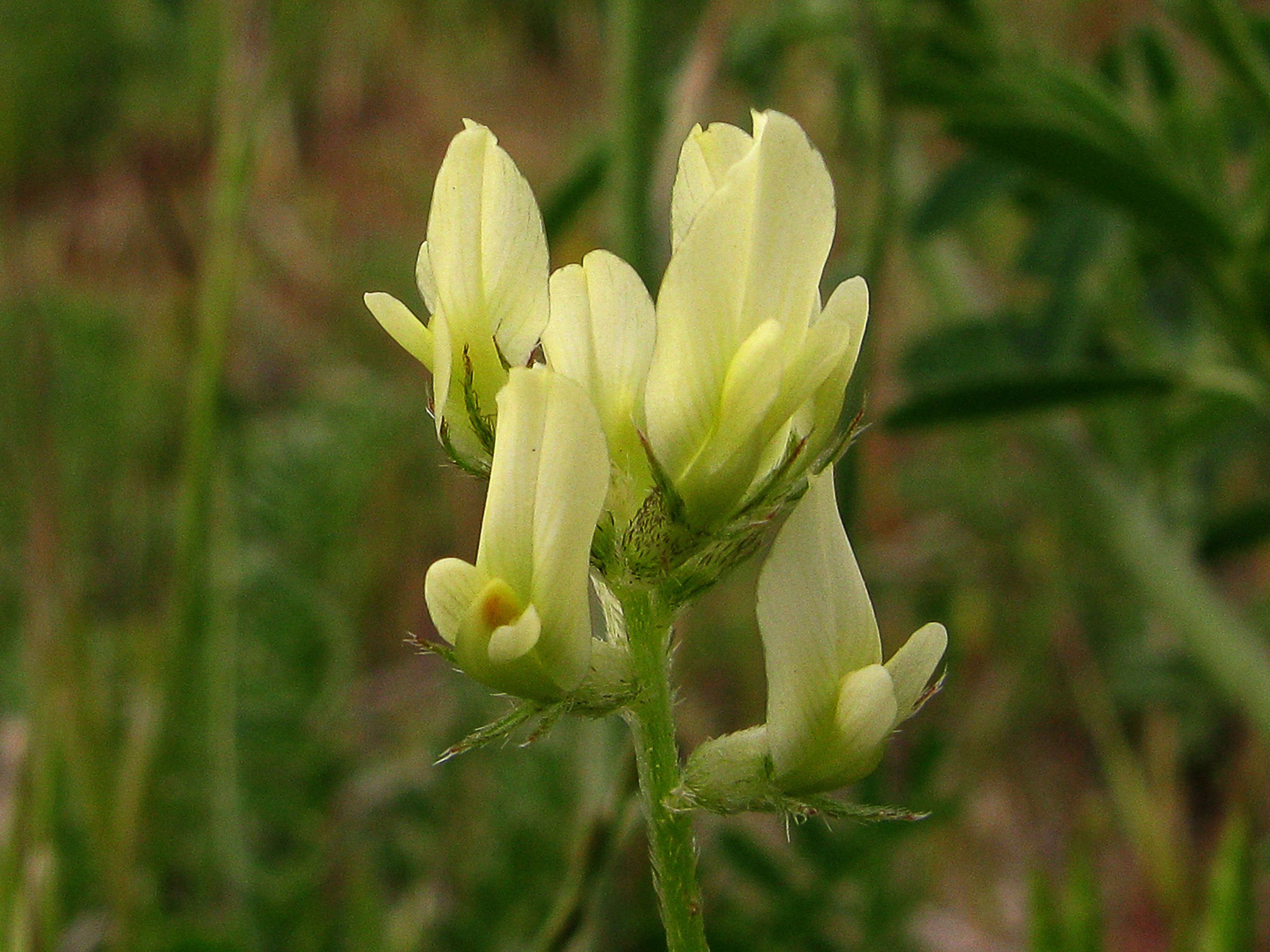 Imagem de Astragalus hamosus L.