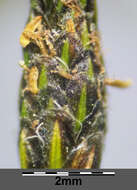 Image of Scirpus radicans Schkuhr