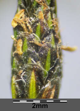 Image of Scirpus radicans Schkuhr