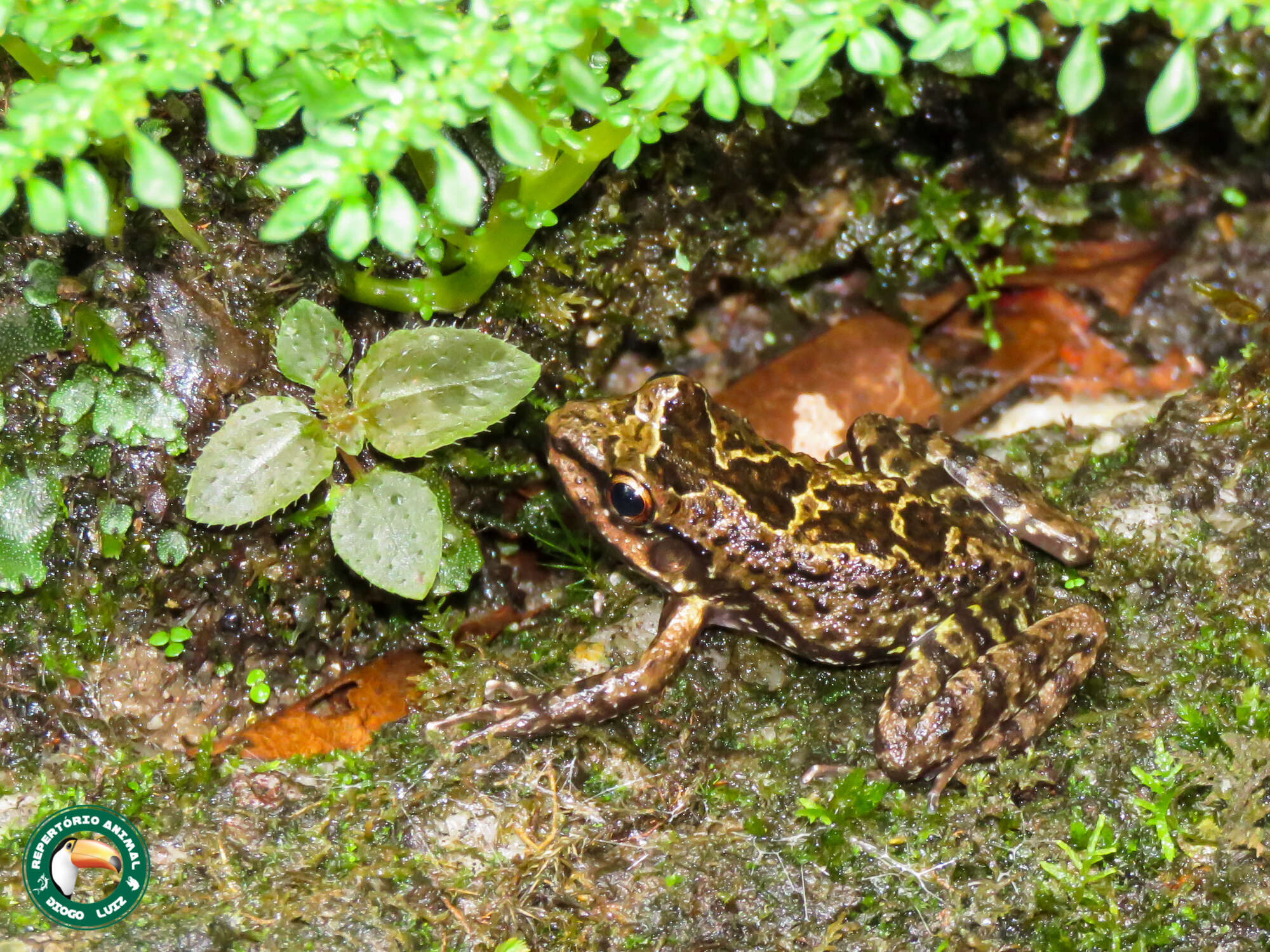 Sivun Thoropa miliaris (Spix 1824) kuva