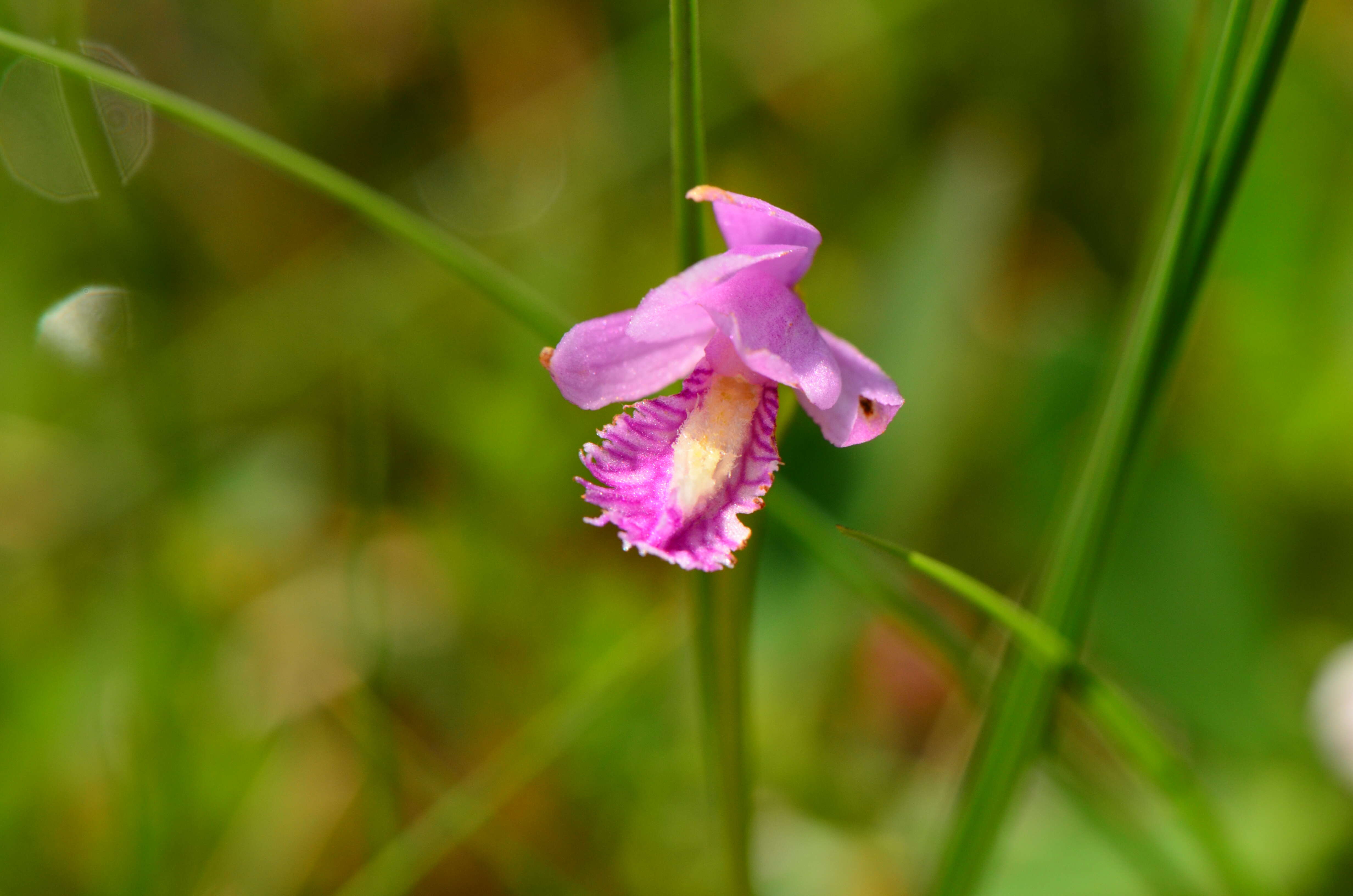 Image of snakemouth orchid