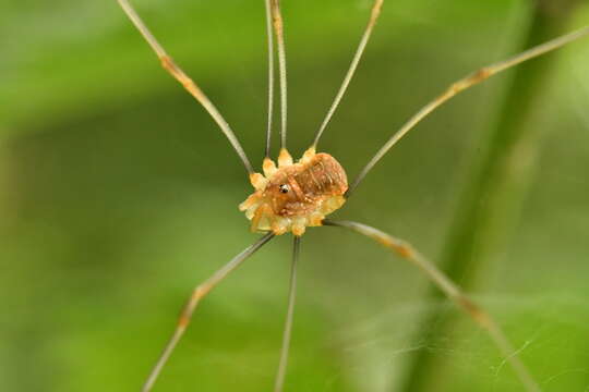 Image of Opilio canestrinii