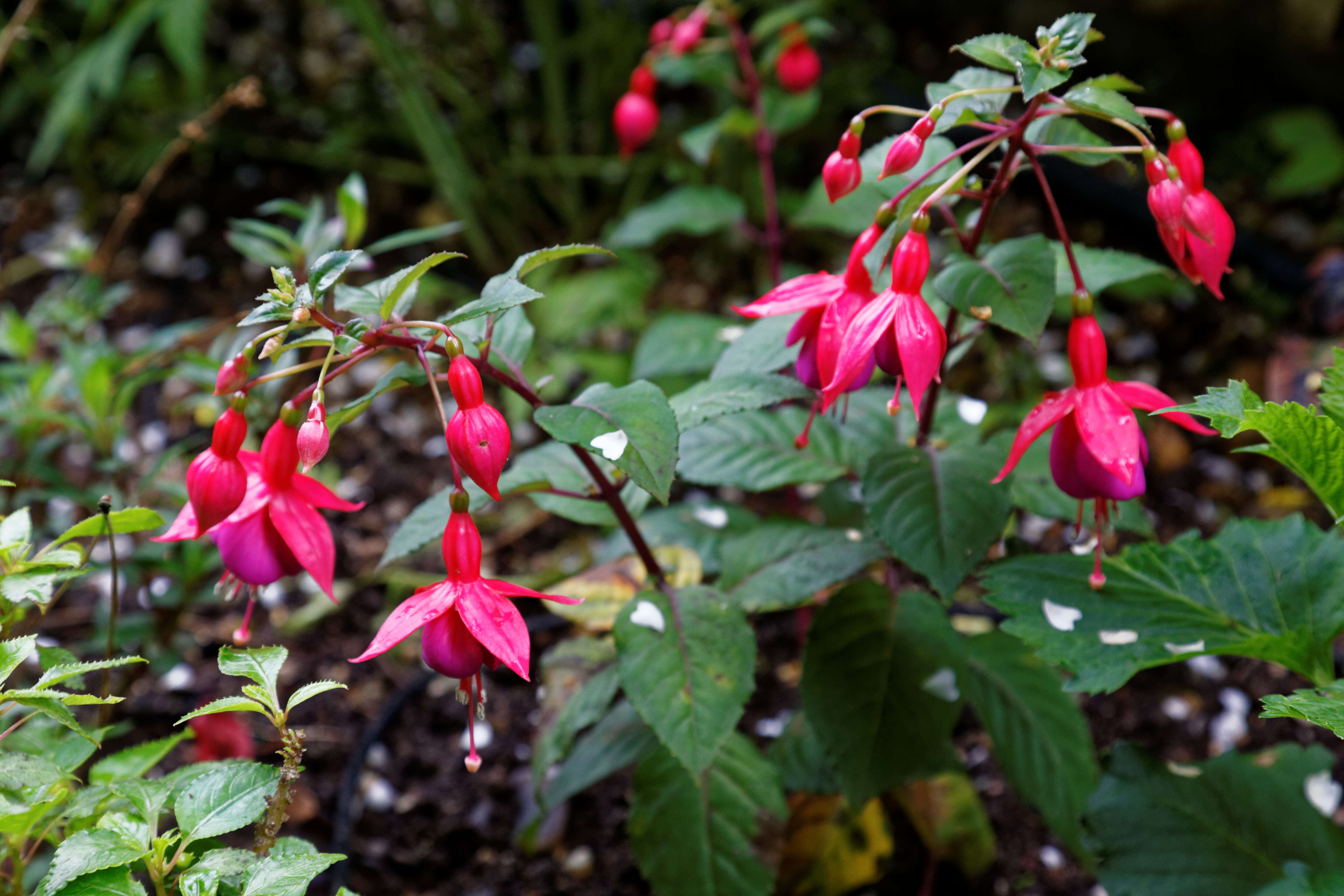 Image of Fuchsia