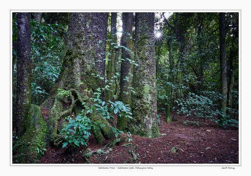 Image of White Pine