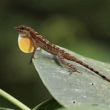 Image of Anolis apletophallus Köhler & Sunyer 2008