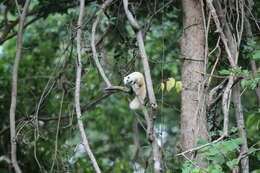 Image of Finlayson’s Squirrel