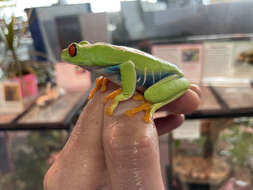 Image of Red-eyed Leaf frog