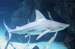 Image of Gray Reef Shark