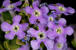 Image of Mauve freylinia