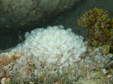 Image of Light-bulb sea squirt