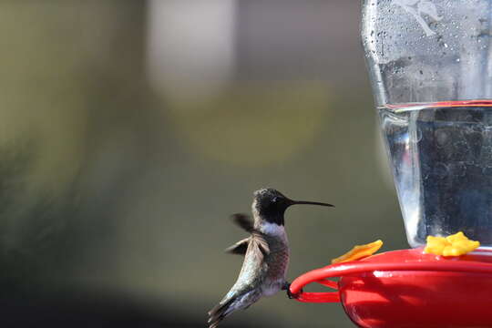 Image of Black-chinned Hummingbird