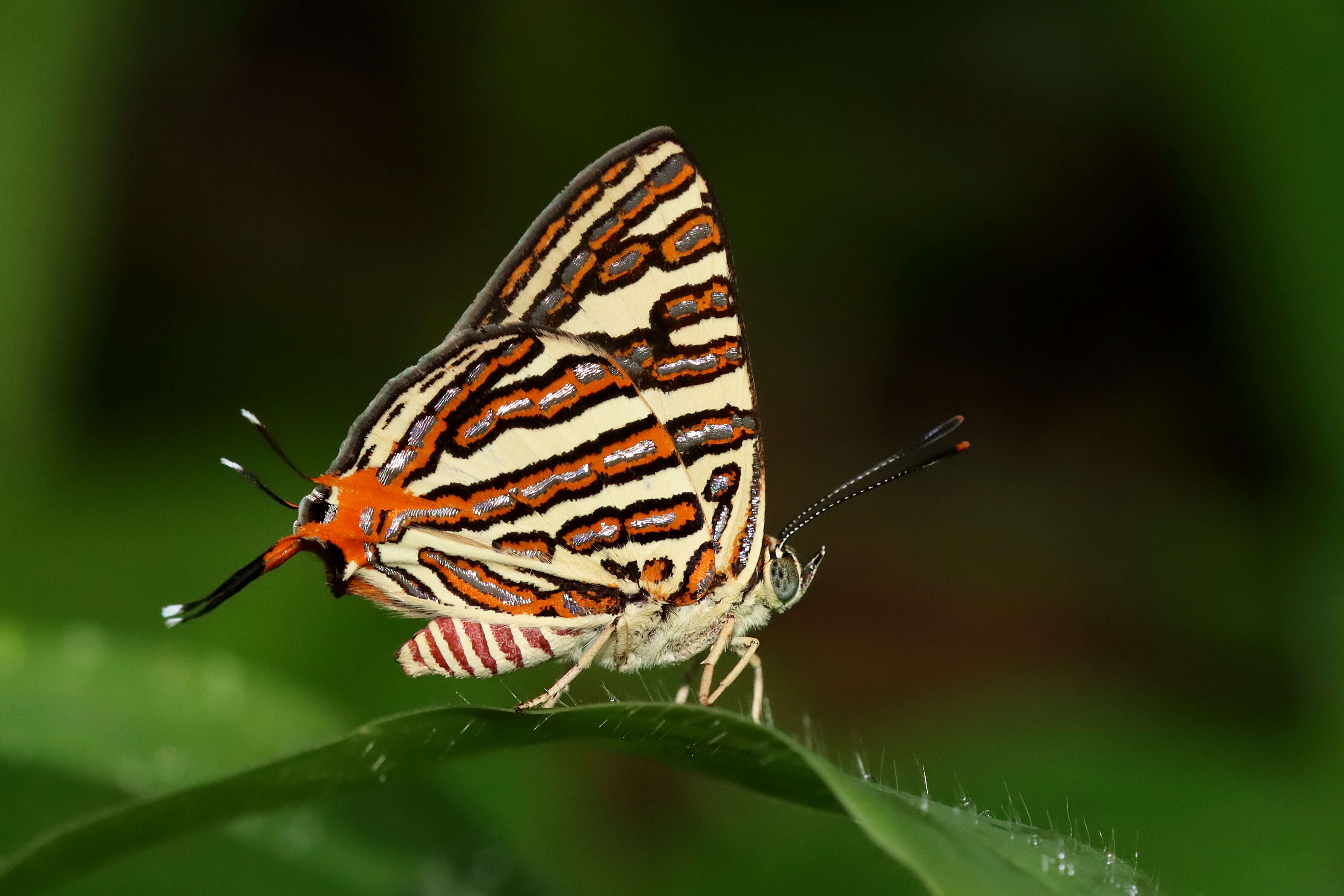 Слика од Cigaritis vulcanus