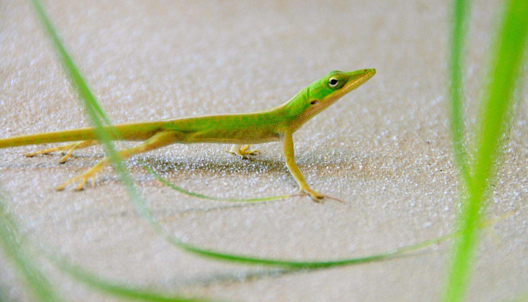 Image of Cuban green anole