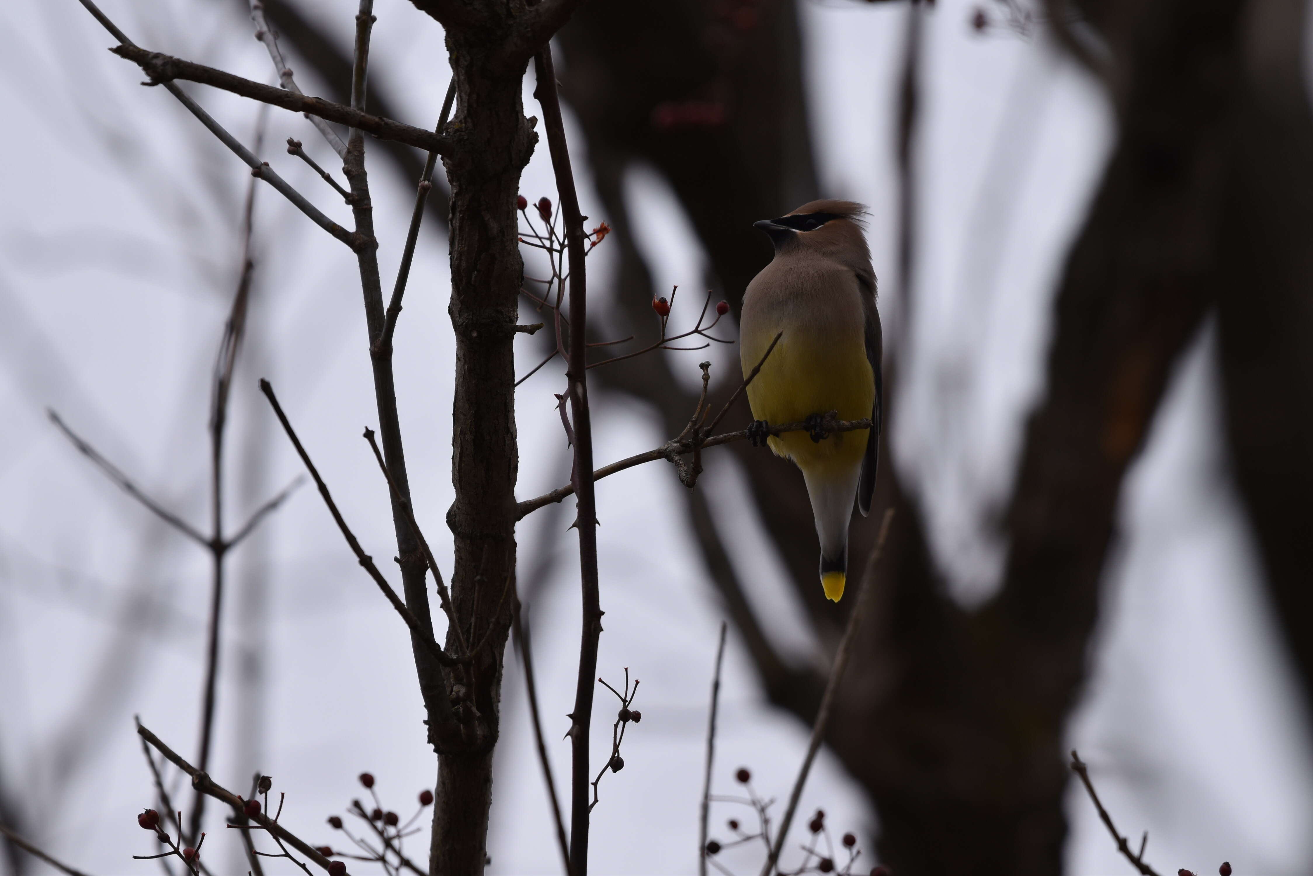 Image of Waxwing