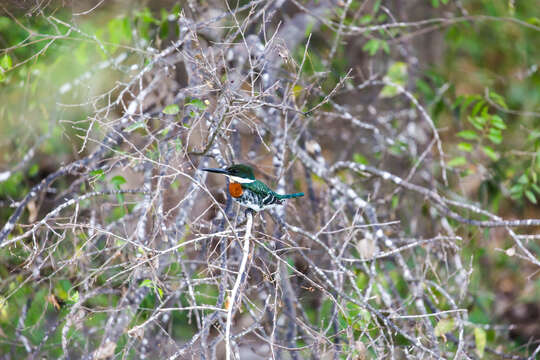 Image of Green Kingfisher