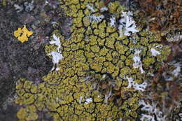 Image of lemon lichen