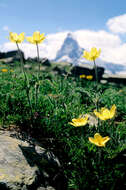 Image of Ranunculus montanus Willd.