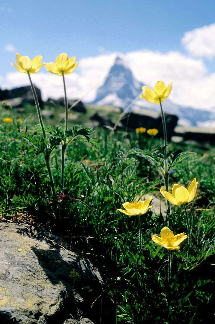 Image of Ranunculus montanus Willd.