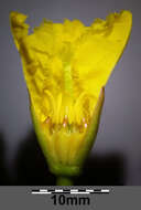 Image of yellow floatingheart