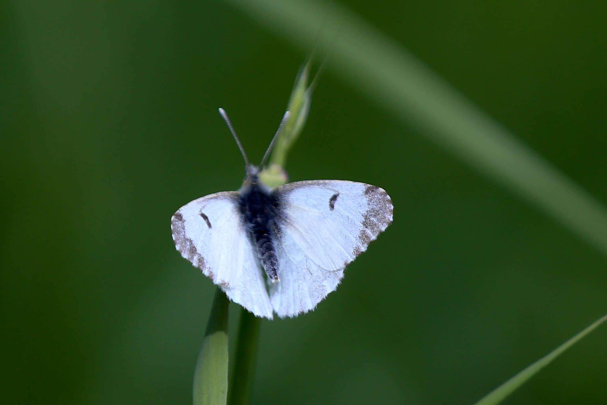 Image of orange tip