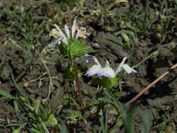 Image of San Diego thorn-mint