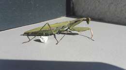 Image of Mantis