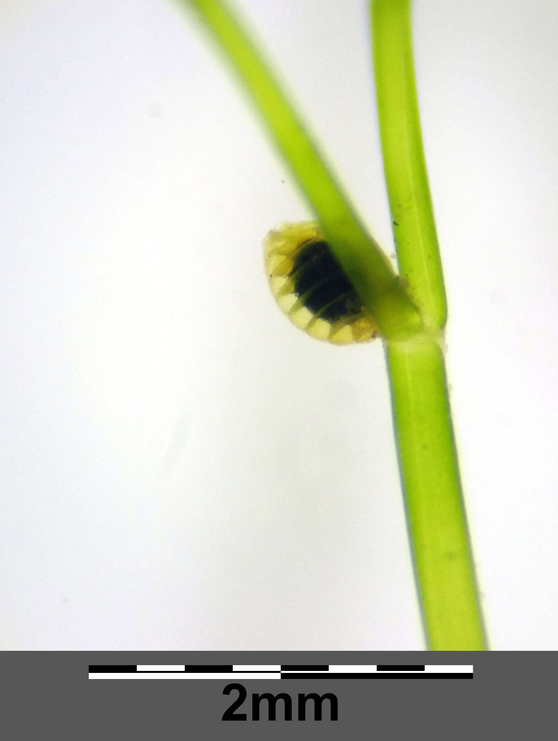 Image of Stonewort