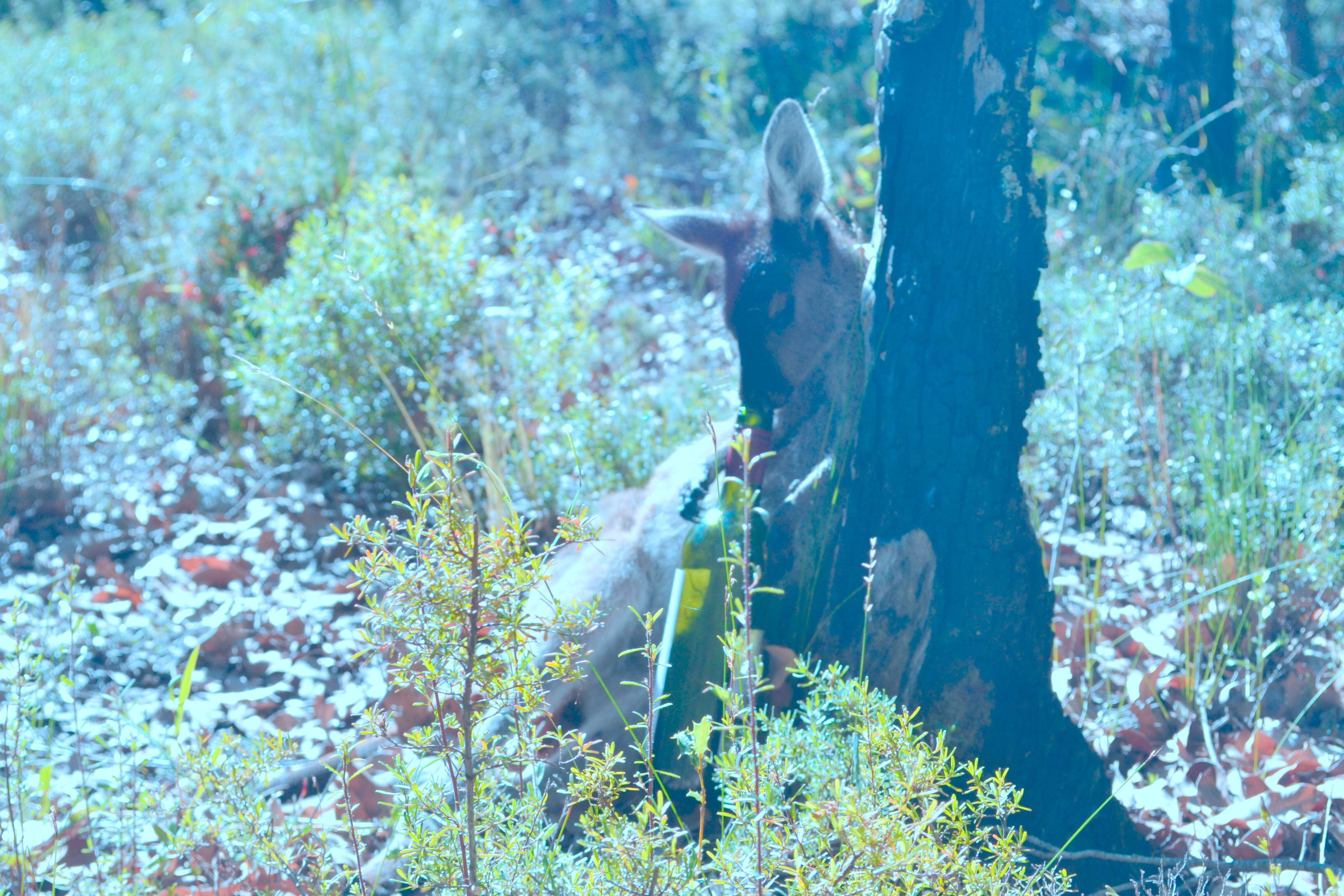 Image of Kangaroo Island Western Grey Kangaroo