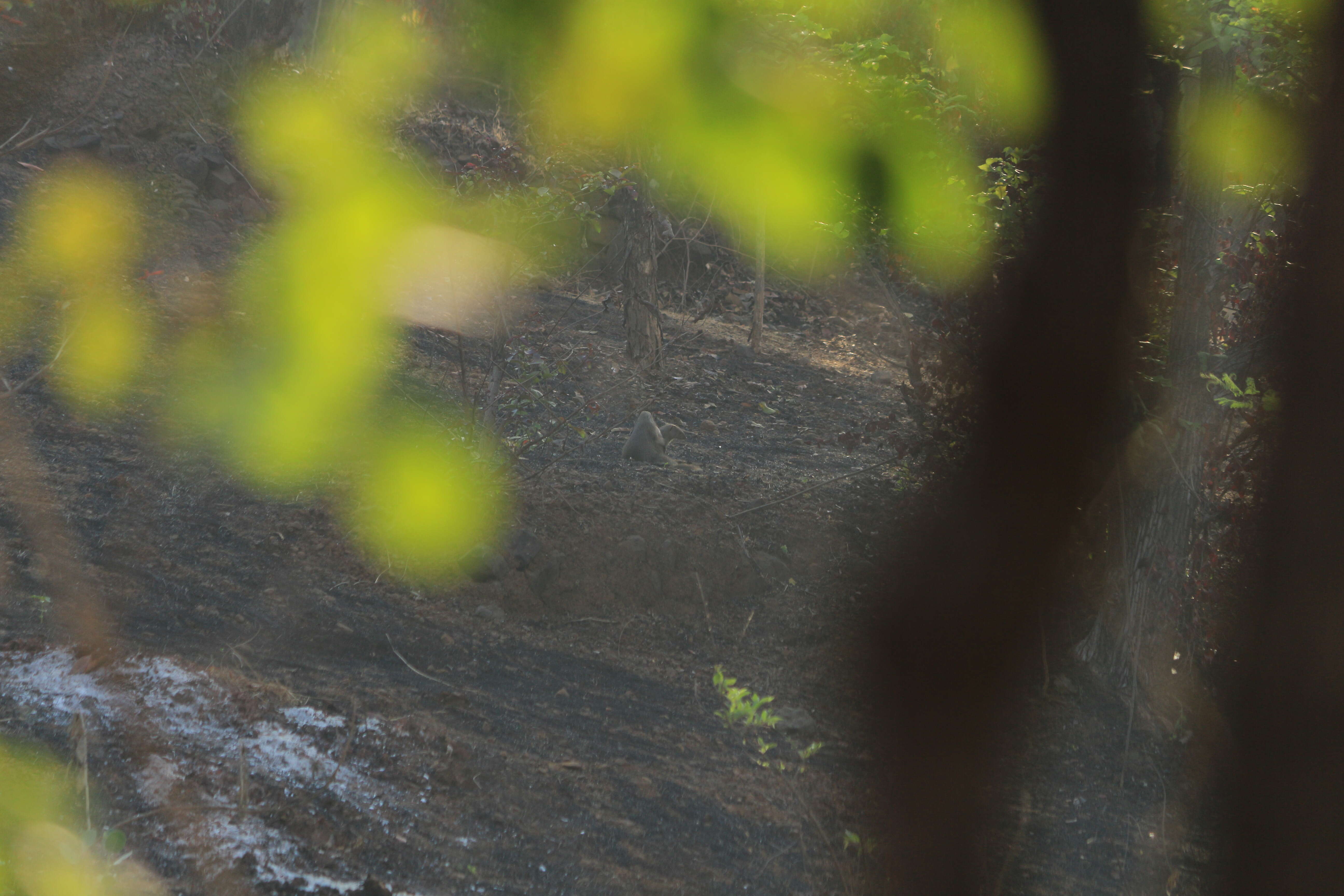 Image of Indian Gray Mongoose