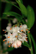 Image of Cwebe asparagus fern