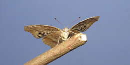 Image of Junonia lemonias Linnaeus 1758