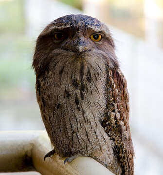 Image of Tawny Frogmouth