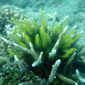 Image of Bottlebrush Feather Star