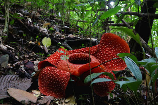 Image of Stinking Corpse Lily