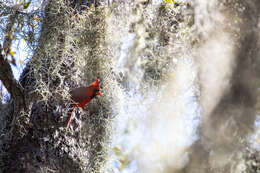 Image of Spanish moss