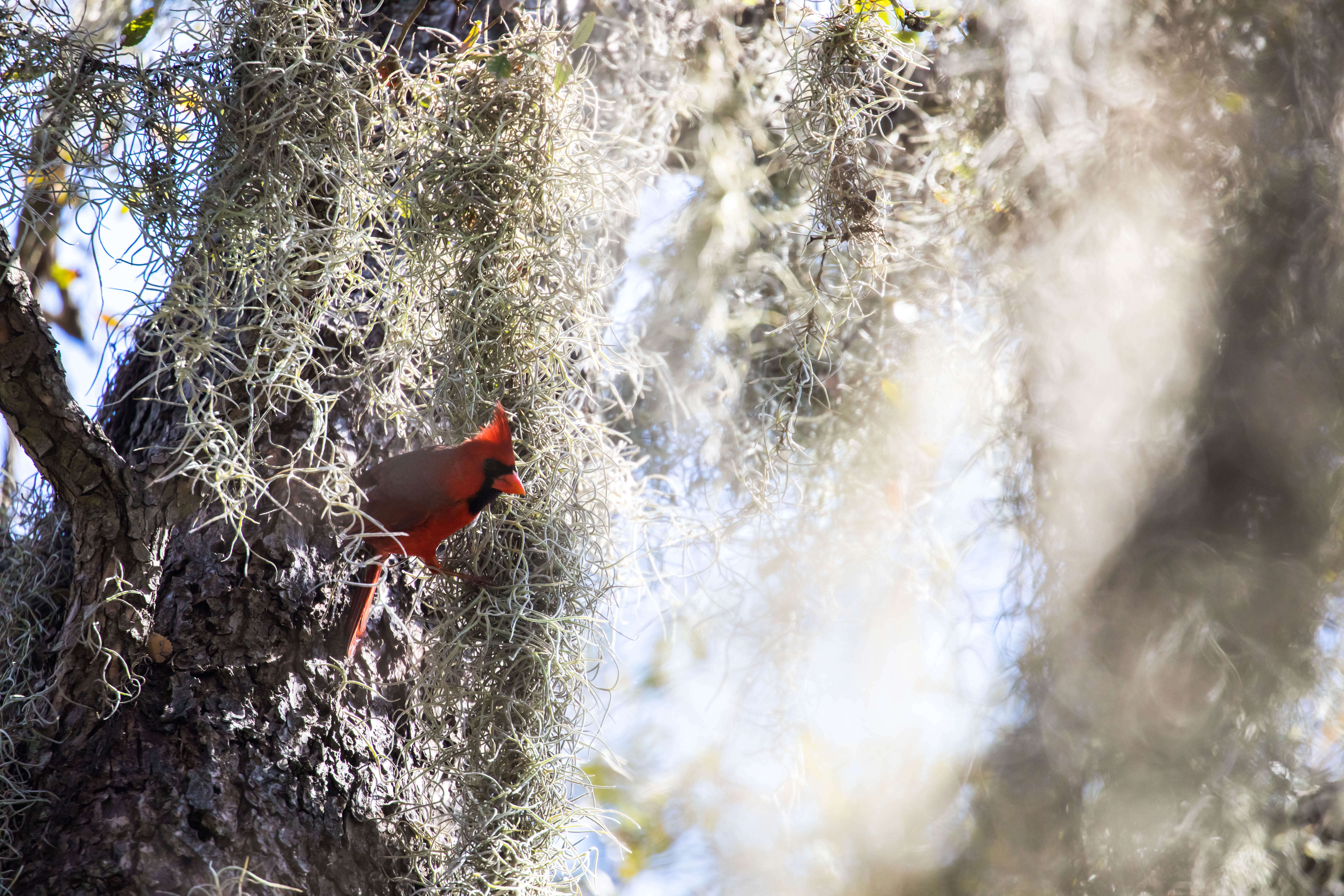 Image of Spanish moss