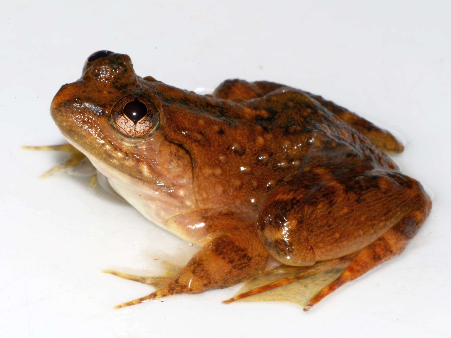 Image of Slippery frogs