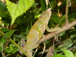 Image of West Usambara Blade-horned Chameleon