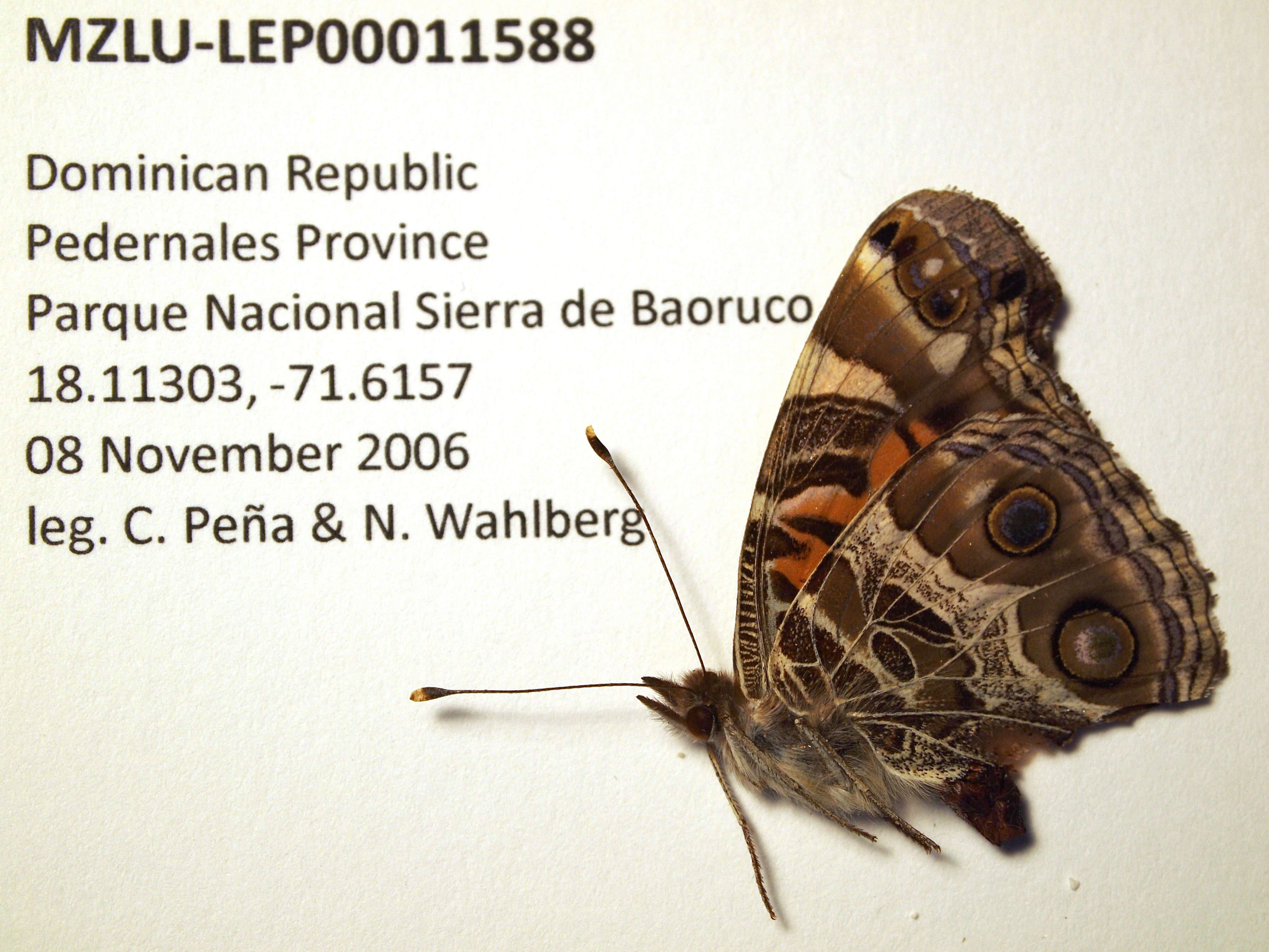 Image of Vanessa virginiensis