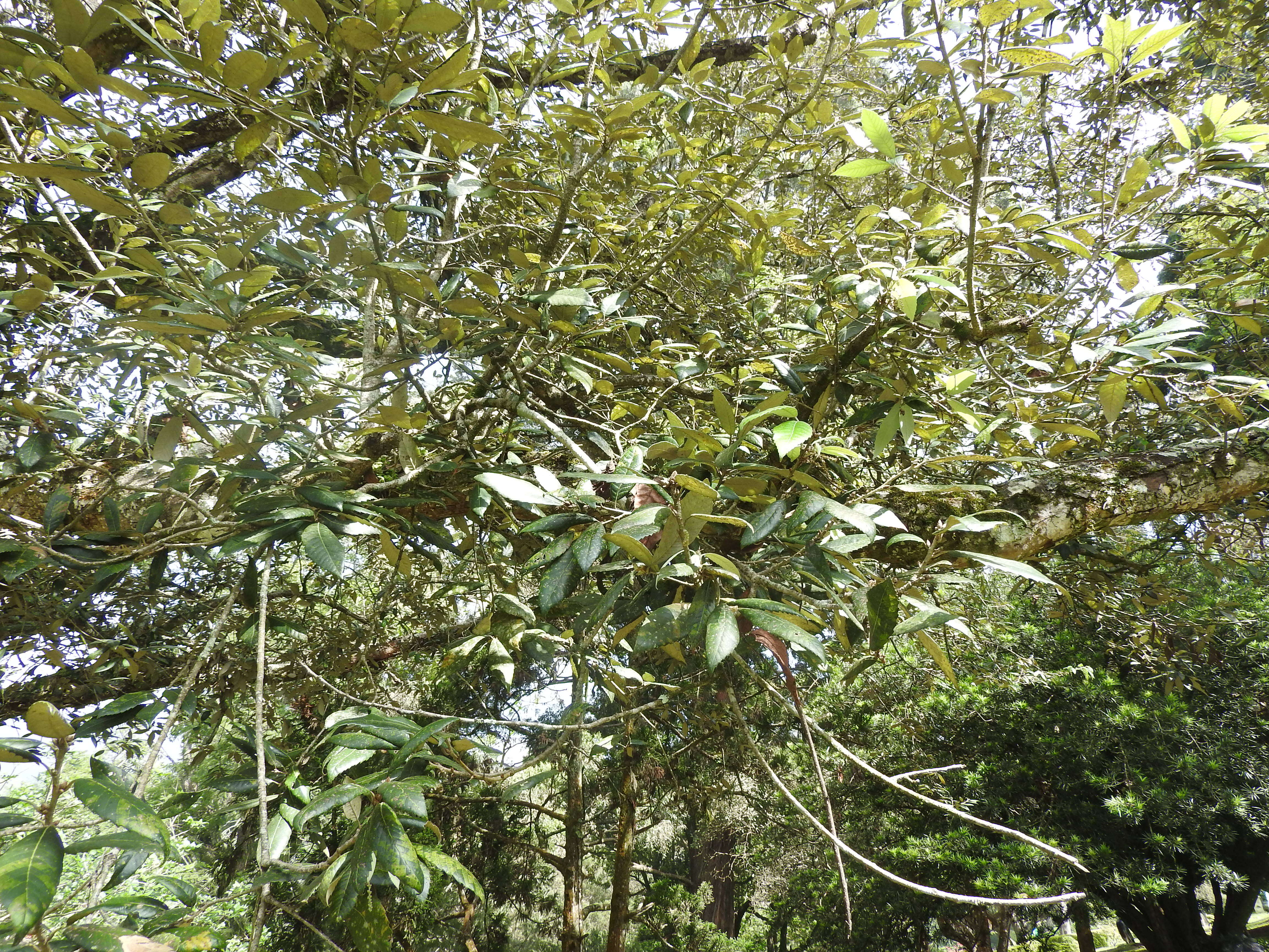 Image of Bluejack Oak