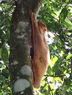 Image of Malayan Flying Lemurs