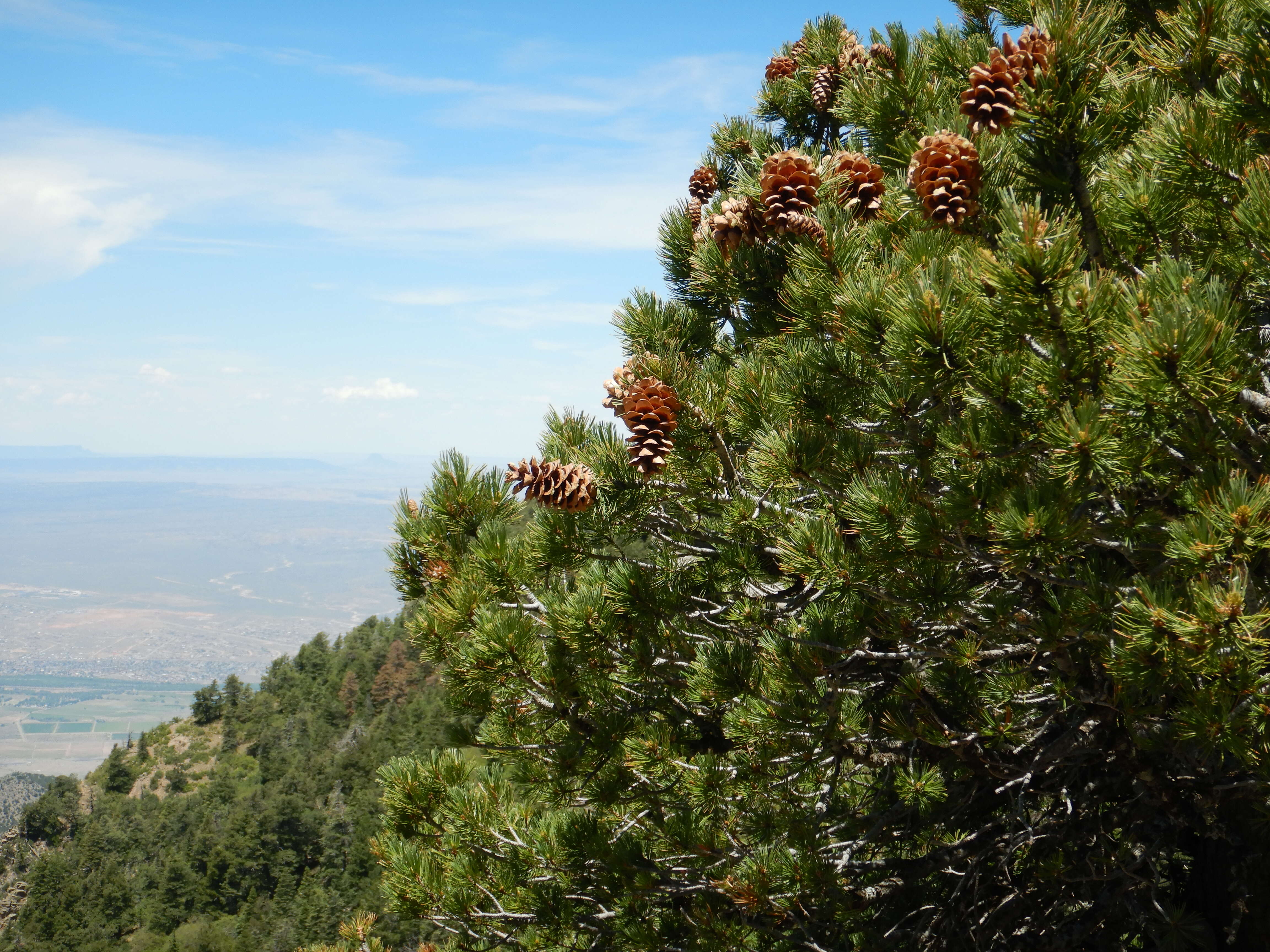 Image of Limber Pine