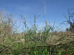 Image de Panicum coloratum L.