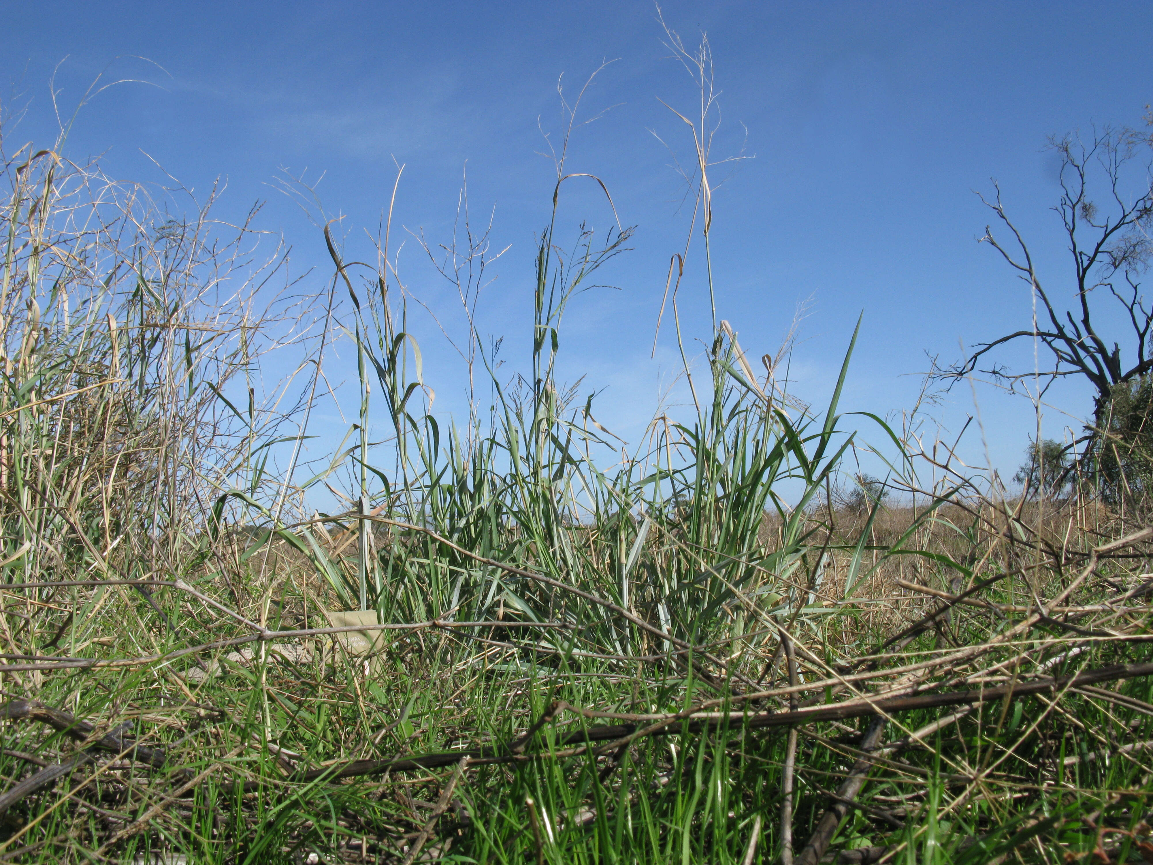 Image de Panicum coloratum L.